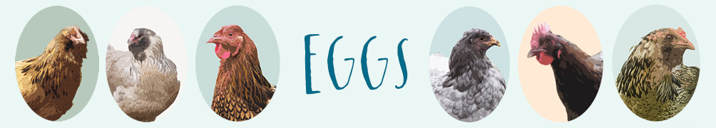 eggs