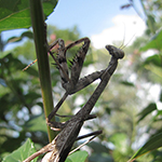 Carolina preying mantis