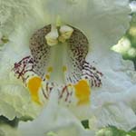 catalpa bloom