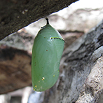 monarch chrysalis