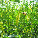 bee foraging on sweet clover
