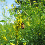 bee foraging on sweet clover