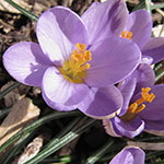 crocus