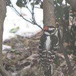 Downy Woodpecker