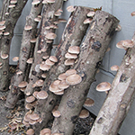 fruiting logs