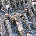 fruiting logs