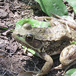 Green Frog