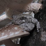 Grey Tree Frog