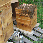 2015 hive swarm