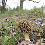 first morel