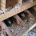 new nestboxes