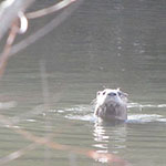 river otter