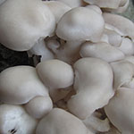 oyster mushrooms