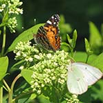 Painted Lady butterfly