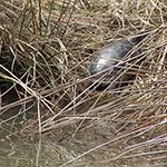 Painted turtle