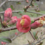 flowering quince