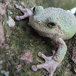 Gray Tree Frog