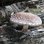 shiitake mushroom