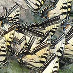 Tiger Swallowtails