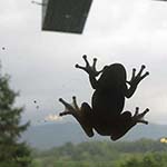 gray tree frog