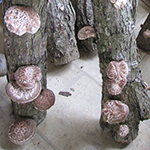 some shiitake indoors during winter