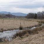 wetlands in winter