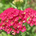 yarrow