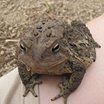 huge toad