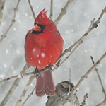 snowy cardinal