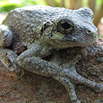 one of many gray tree frogs