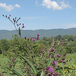 ironweed and wingstem