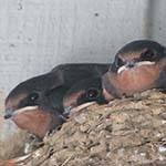 fledgling swallows