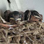 nestling swallows