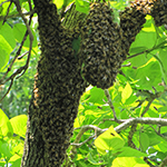2015 hive swarm