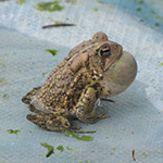 toad calling
