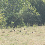 wild turkeys in upper field