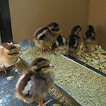 welsummer chicks
