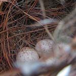 abandoned nest of wren eggs